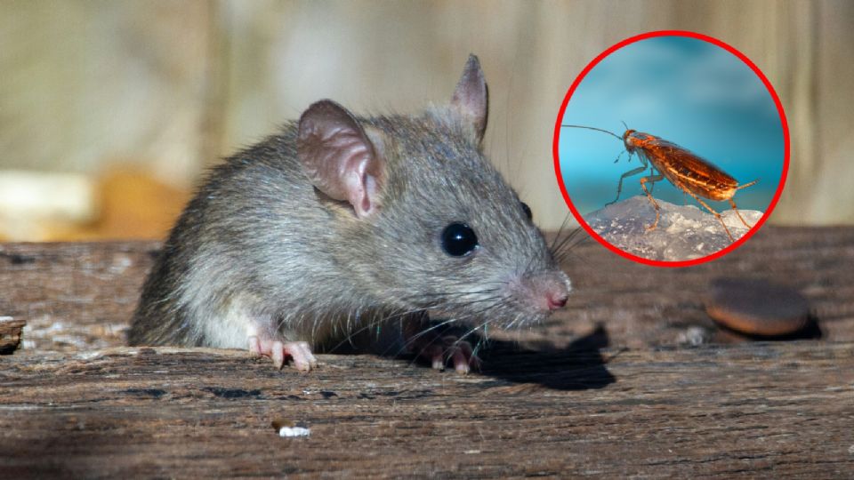 Estas son las plagas más comunes en temporada de lluvias