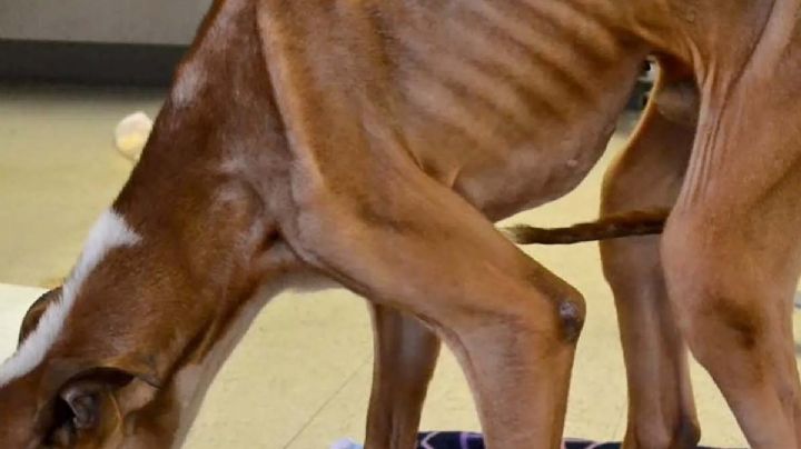 Joven es detenida por crueldad animal en Laredo; tenía perritos desnutridos y en malas condiciones