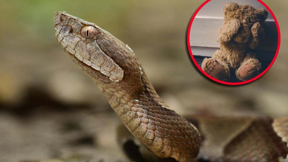 Las mordeduras de serpiente cabeza de cobre pueden causar hinchazón extrema, hematomas, ampollas de sangre, náuseas, vómitos y presión arterial baja