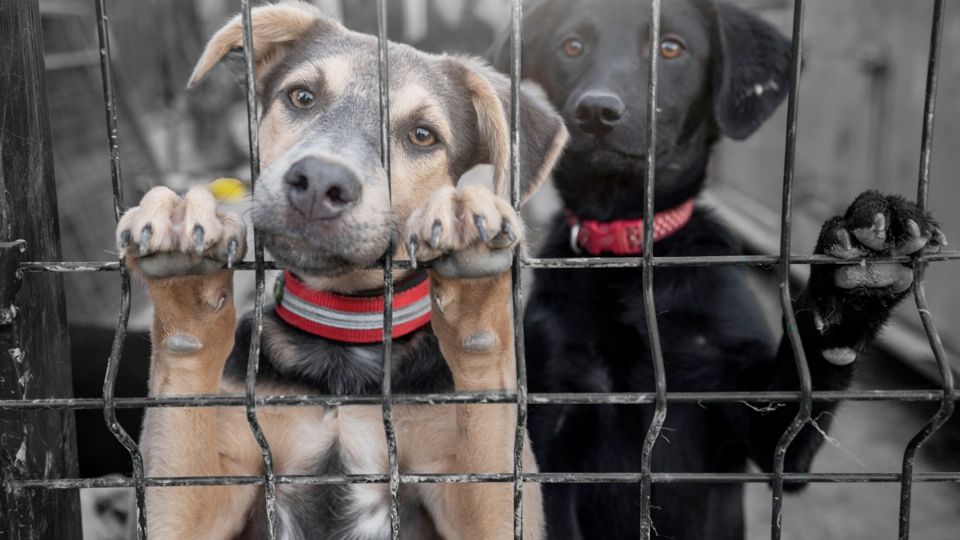 Al haber sido deportados sus dueños, miles de mascotas se quedaron solas
