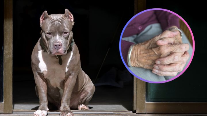 MOMENTO EXACTO en el que  abuelita se lanza a mordidas contra un pitbull; protegía a su mascota
