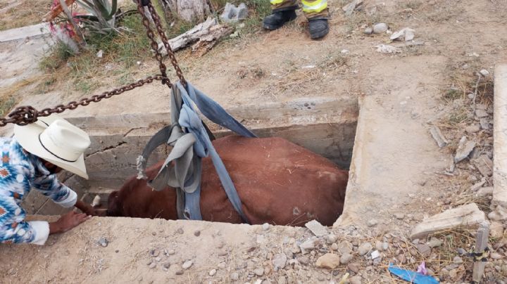 'Resucitan' a vaca en el panteón; bomberos rescatan a una res que cayó en una fosa mortuoria
