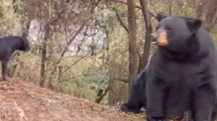 MOMENTO EXACTO en que perro se 'enfrenta' a enorme oso negro en Monterrey