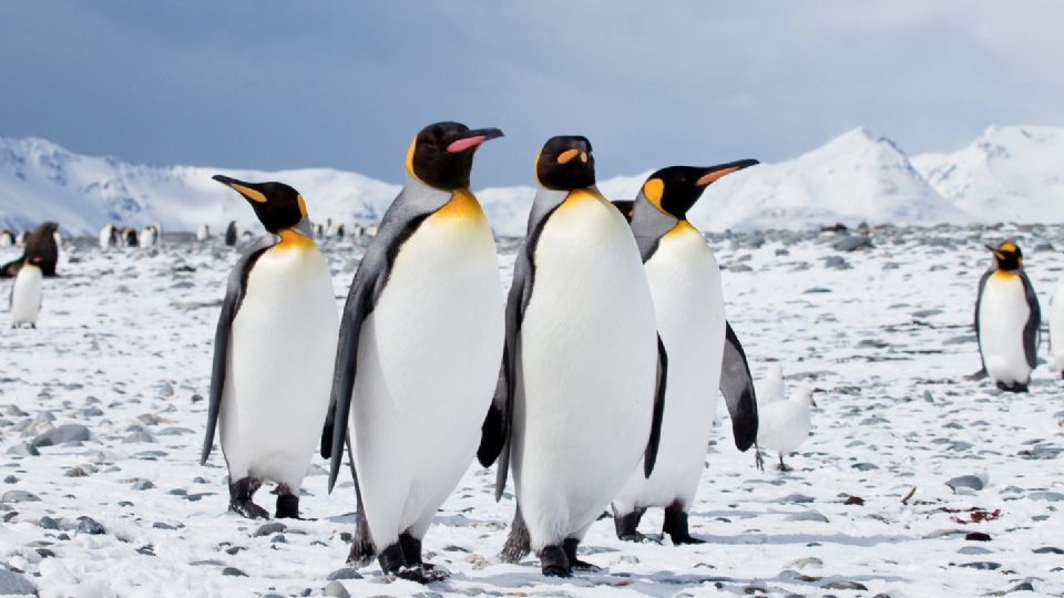 Pingüinos, un animal infaltable en climas glaciares.