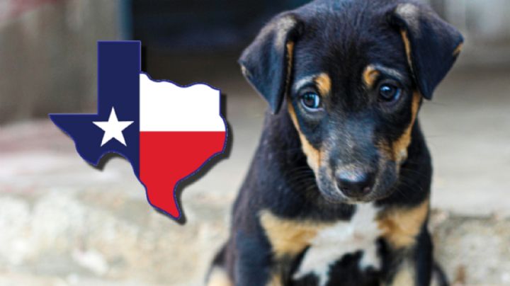 Texas: esta ciudad quiere prohibir la eutanasia en animales; 'necesitan esperanza'