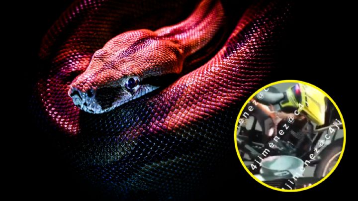 Hombre encuentra enorme serpiente en el motor de la motocicleta que compró