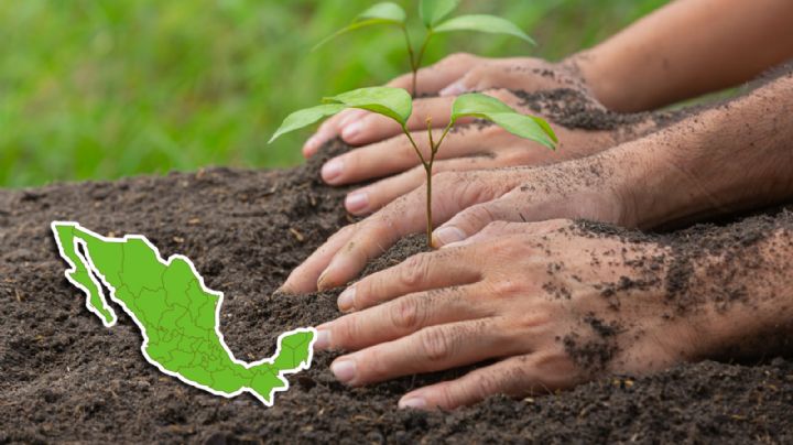 ¿Plantar un árbol en la calle es ilegal?; esto sabemos al respecto