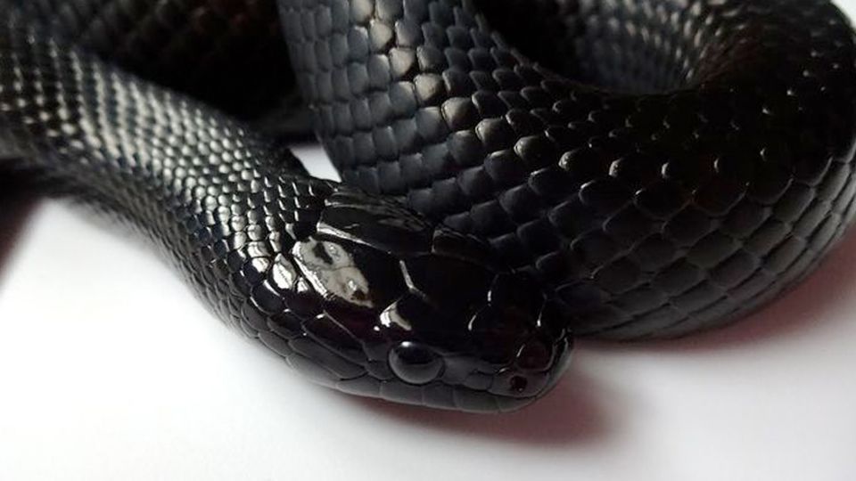 Serpiente rey negra mexicana, el terror de las víboras de cascabel.