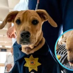 Rigoberto, el perrito que sobrevivió al abandono; ahora es parte de la familia de Tránsito Tampico | VIDEO