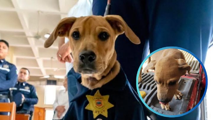 Rigoberto, el perrito que sobrevivió al abandono; ahora es parte de la familia de Tránsito Tampico | VIDEO