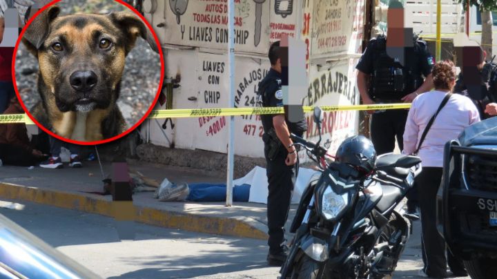 Amor de mascotas: perrita sacrifica su vida para intentar proteger a su amo en ataque armado