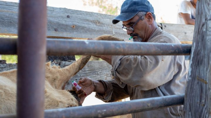 Lanzan apoyo sanitario para ganaderos con campaña gratuita de ivermectina en Nuevo Laredo
