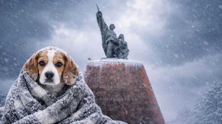 Heladas en Nuevo Laredo activan recomendaciones; así puedes proteger a tus mascotas del frío