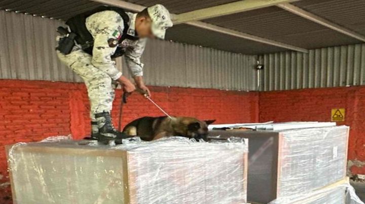 Guardia Nacional asegura 260 kilos de marihuana en Jalisco; binomio canino fue clave