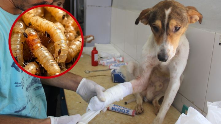 Confirman gusano barrenador en perro de Ciudad Madero; autoridades descartan riesgo sanitario