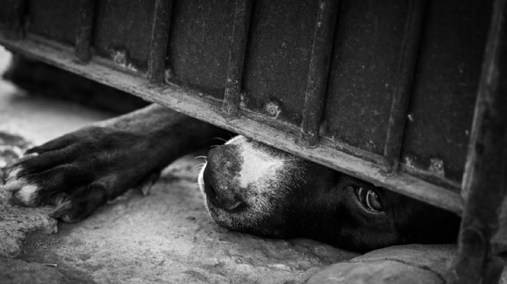 Detienen a Viviana por crueldad animal en Laredo; un perro husky muerto y un gato agonizante