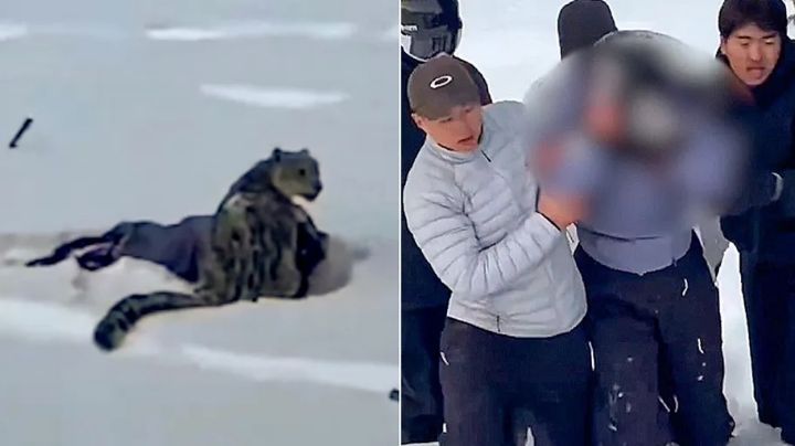 Leopardo de las nieves ataca salvajemente a turista; quería acercarse para una foto | VIDEO