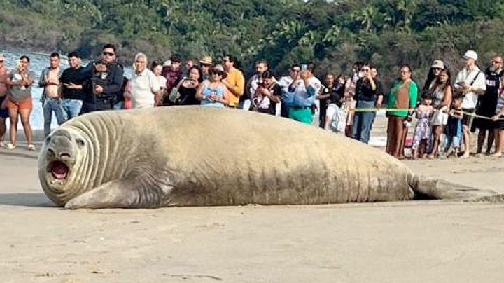 ¡No es IA!: gigantesca bestia marina aparece en playa mexicana y deja a todos en shock
