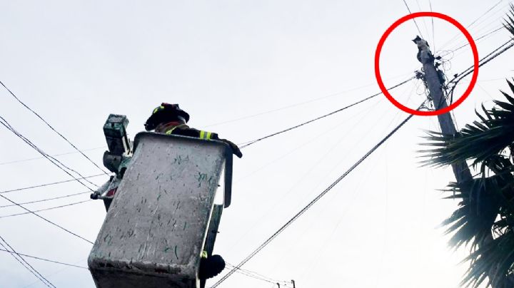 'El Chómpiras' moviliza a bomberos de Nuevo Laredo y logran salvarle una de sus siete vidas