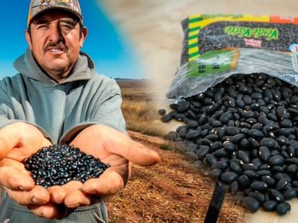 Frijol mexicano tendrá precio justo en todo el país tras acuerdo con Verde Valle