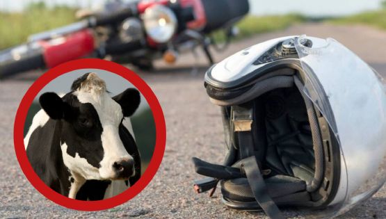 Vaca manda al hospital a motociclista y lo deja grave; ¿cómo pasó?