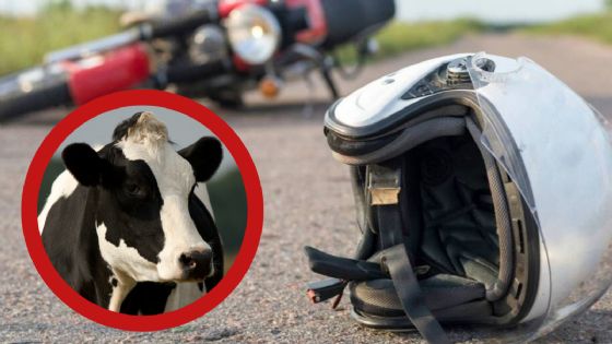 Vaca manda al hospital a motociclista y lo deja grave; ¿cómo pasó?