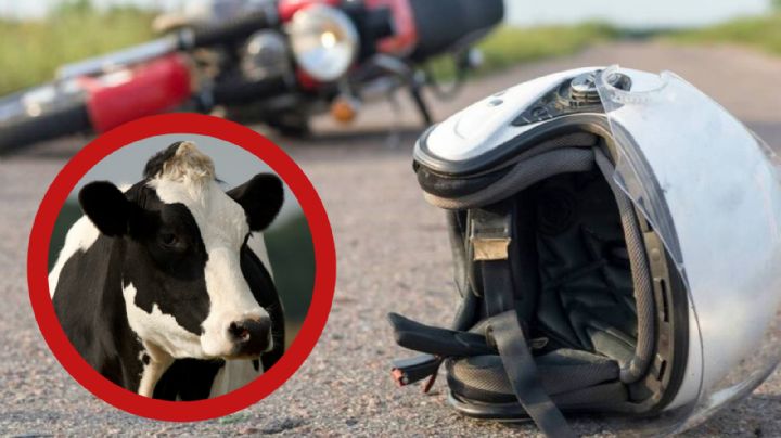 Vaca manda al hospital a motociclista y lo deja grave; ¿cómo pasó?