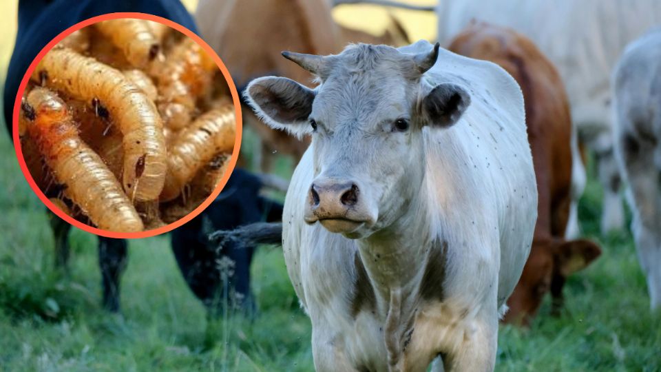 Activan protocolos sanitarios contra gusano barrenador