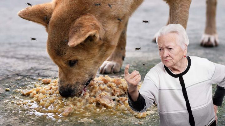 ¿Dejar desperdicios de comida a los perros callejeros en la banqueta es contaminación?