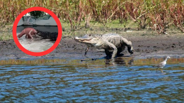 Cocodrilo mata a adolescente frente a su hermano; hallan el cuerpo flotando con varias mordeduras