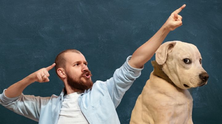 Tu perro te 'evalúa'; así detectan quién es el humano más 'competente', según estudios