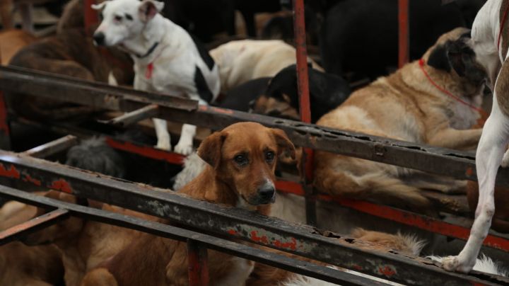 Revientan refugio en CDMX por maltrato; más de 900 animales se encontraban en hacinamiento | VIDEO