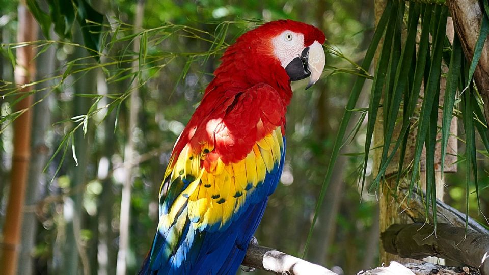 Detienen a pareja por viajar con tres papagayos ocultos en Laredo