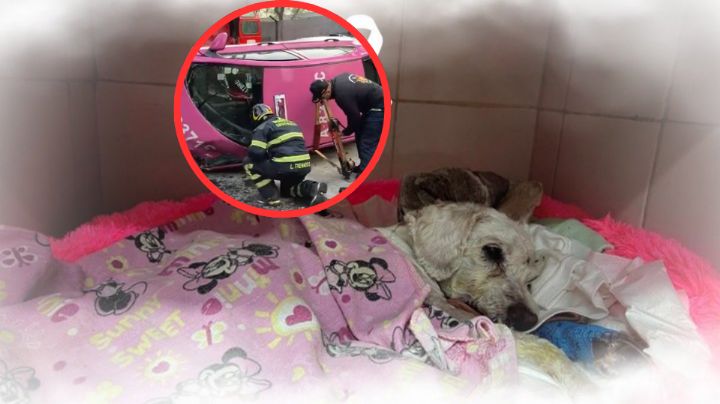 Chicharrón no sobrevivió; confirman fallecimiento del perro rescatado de volcadura de taxi en CDMX