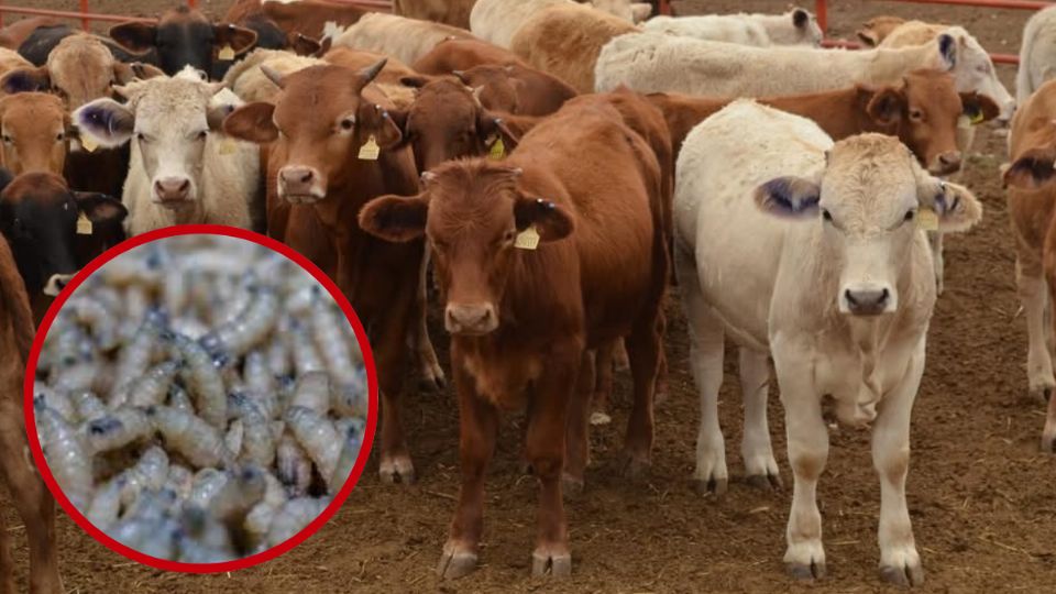 Confirman tercer caso de gusano barrenador