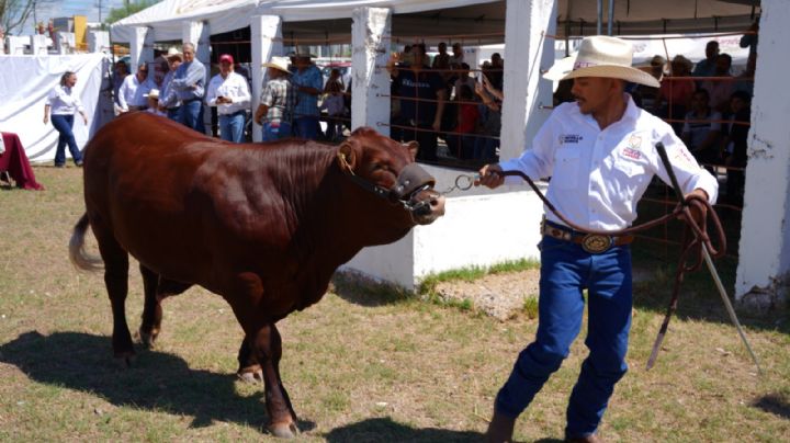 Abren convocatoria para programa de mejoramiento ganadero en Nuevo Laredo; estas son las bases