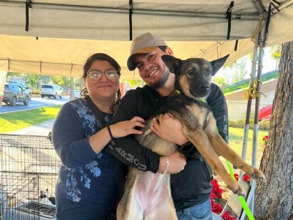 Perritos sueñan con una segunda oportunidad; así puedes adoptarlos en Nuevo Laredo