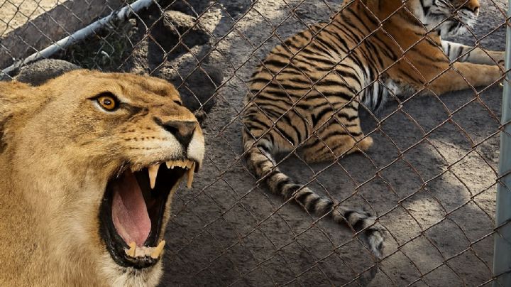 Rescatan a leona africana y tigre de bengala; los tenían amarrados en predio abandonado | VIDEO