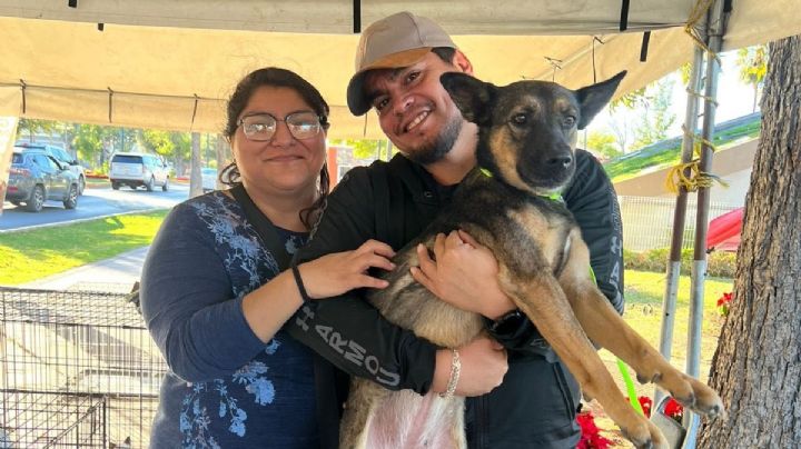 Perritos sueñan con una segunda oportunidad; así puedes adoptarlos en Nuevo Laredo