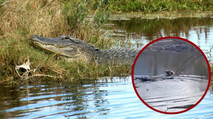 Captan cocodrilos en presa Palo Blanco de Ramos Arizpe; Profepa activa operativo de captura | VIDEO