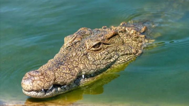 En este municipio de Tamaulipas existe una granja de cocodrilos; así puedes llegar y conocerla