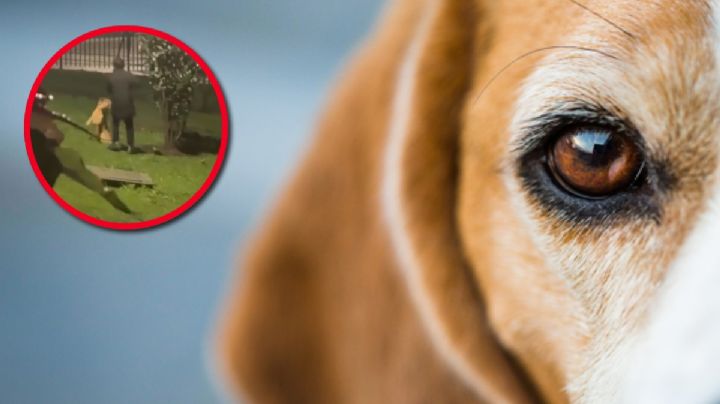 Perrito Tomoe sufrió salvaje agresión por su dueño; lo golpeó y pateó varias veces pese a reclamo de los vecinos | VIDEO