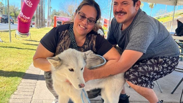 Adopta a un perrito o a un gatito: podrás hacerlo en la Plaza Zaragoza de Nuevo Laredo