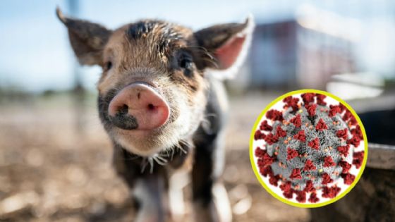 Alerta OMS por posible transmisión de gripe porcina entre humanos