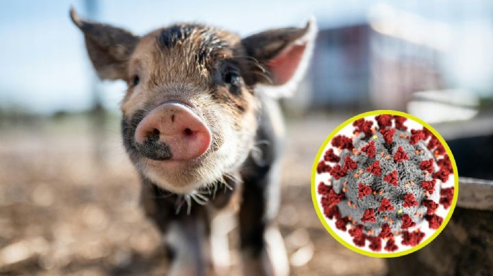 Alerta OMS por posible transmisión de gripe porcina entre humanos