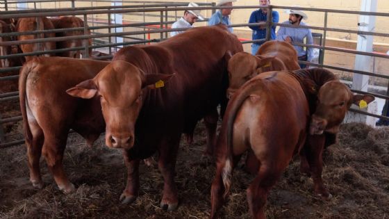 Nuevo Laredo refuerza economía del campo; mejoramiento genético y apoyos económicos