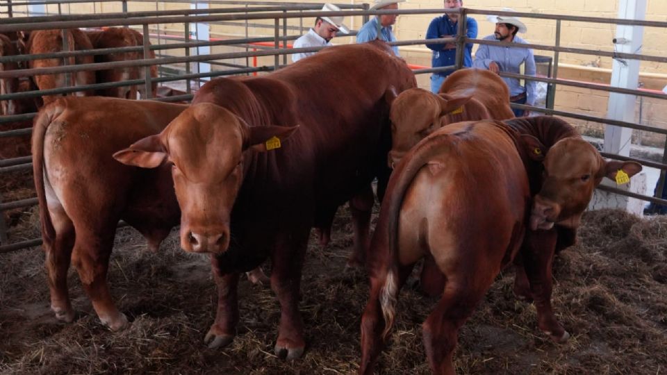 Nuevo Laredo impulsa ganaderos