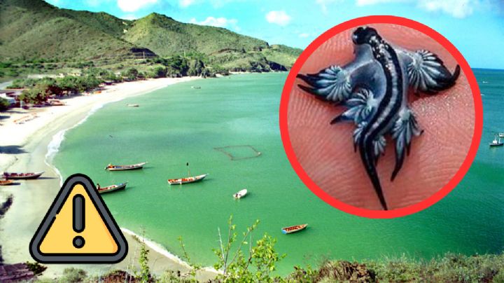 Dragón azul en playas de México: ¿qué es realmente y porqué es tan peligroso tocarlo?
