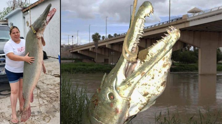 Así luce el Catán, el fósil viviente que habita el Río Bravo y mide hasta 3 metros | VIDEO
