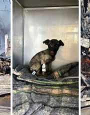 Foto descriptiva de: Crónica de una tragedia: incendio en la Viveros deja a un abuelito calcinado y a perrito grave